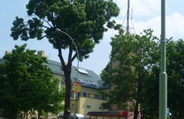 Jesion wyniosły (Fraxinus excelsior) – ul. Mickiewicza, drzewo usytuowane przed budynkiem Komendy Rejonowej Straży Pożarnej w Suwałkach. Nieoficjalna nazwa „Strażak”.