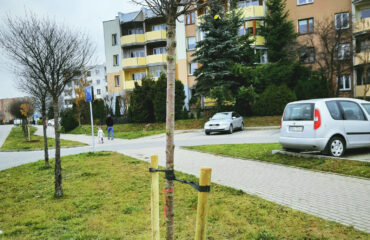 nasadenia-drzew-2021 (1)