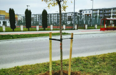 nasadenia-drzew-2021 (2)
