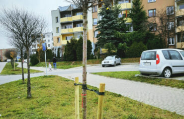 nasadenia-drzew-2021-1-819×1024