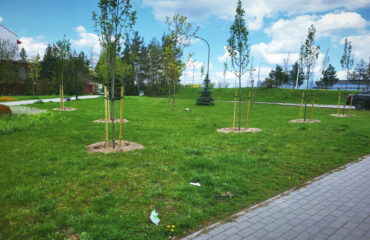 nasadzenia-drzew-2024-wiosna (4)