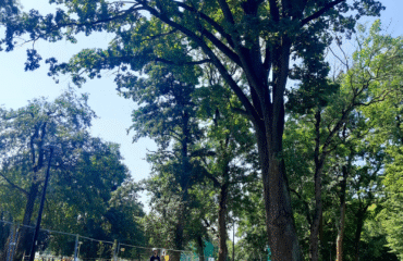drzewa-park-sensoryczny_20250821_115325_0003