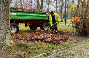 jesienne-grabienie-lisci (2)